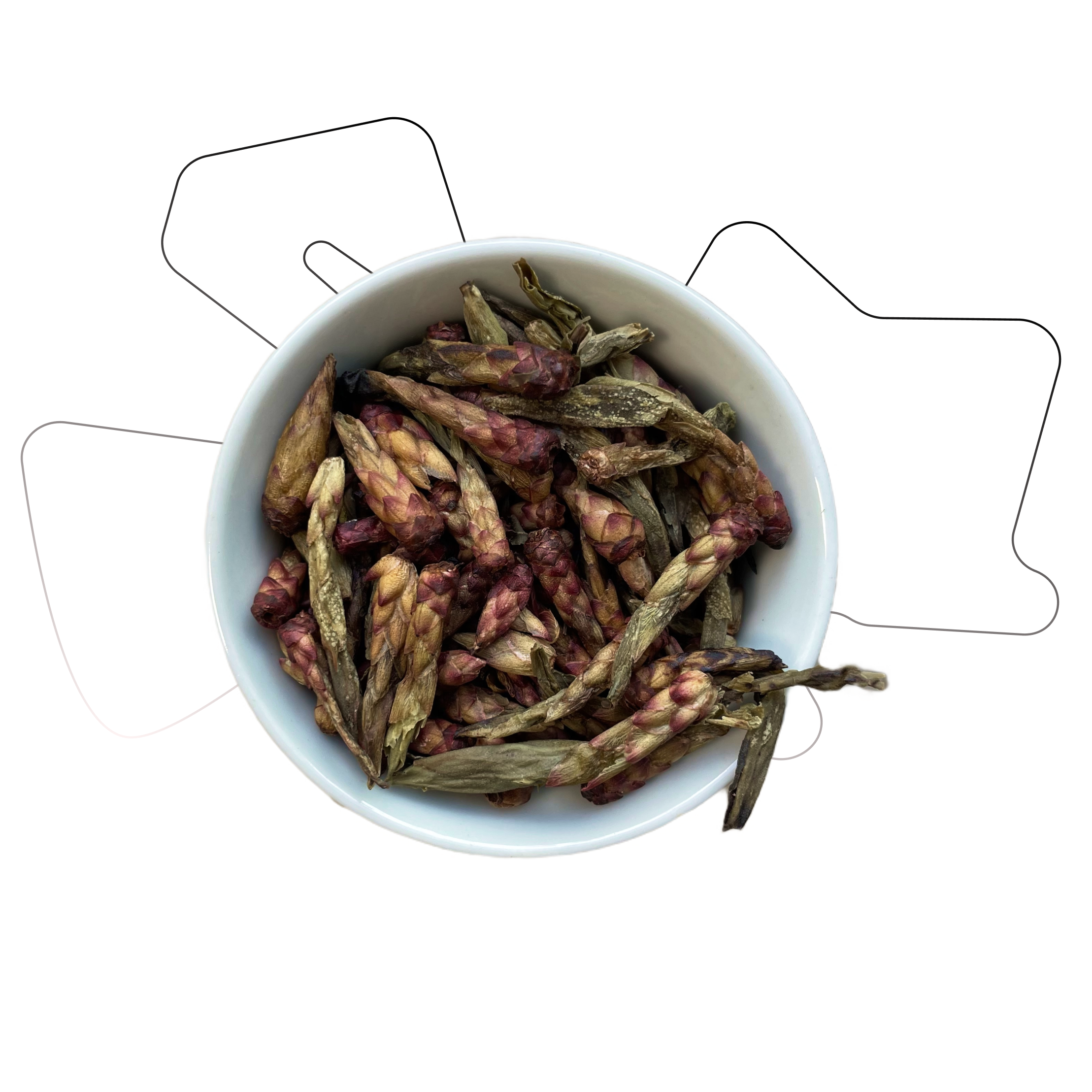 PURPLE BUDS YABAO [KIOTO`26]